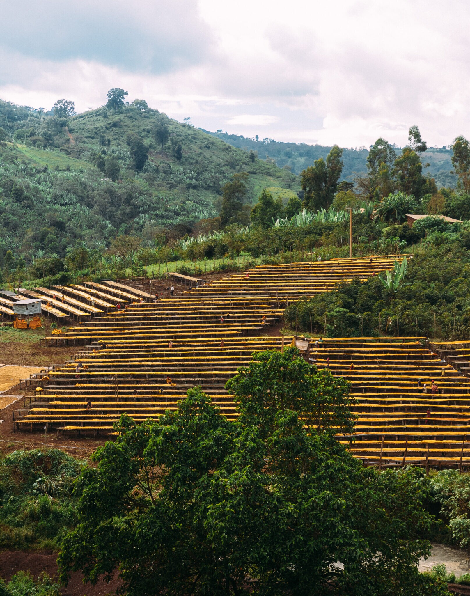 Kaffeefarmen mit Hügeln im Hintergrund, aus denen der PASSENGER BLEND von PASSENGER Coffee stammt.