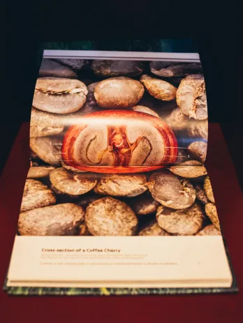 Aufgeschlagenes Buch „Terroir“ mit Querschnitt einer Kaffeekirsche