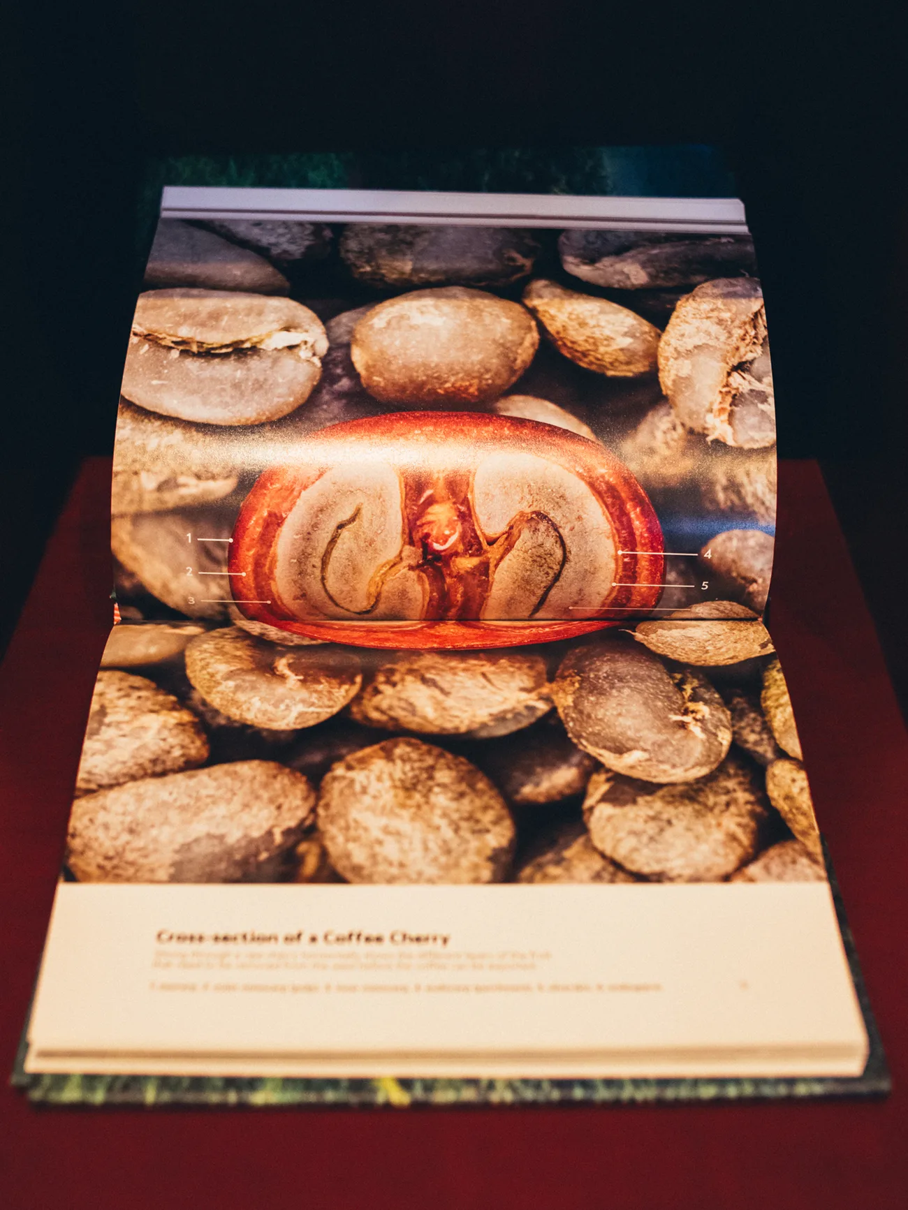 Aufgeschlagenes Buch „Terroir“ mit Querschnitt einer Kaffeekirsche