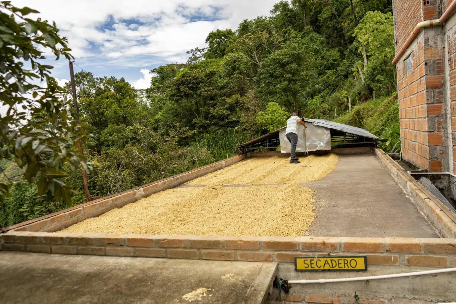 Person auf einem Trockenbett mit Kaffee an einer Farm im Bergwald in Kolumbien
