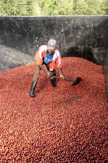 Arbeiter wendet Kaffeekirschen mit einer Schaufel in einem Becken in Kiamutuira, Kenia