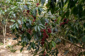 Kaffeestrauch mit reifen roten Kirschen
