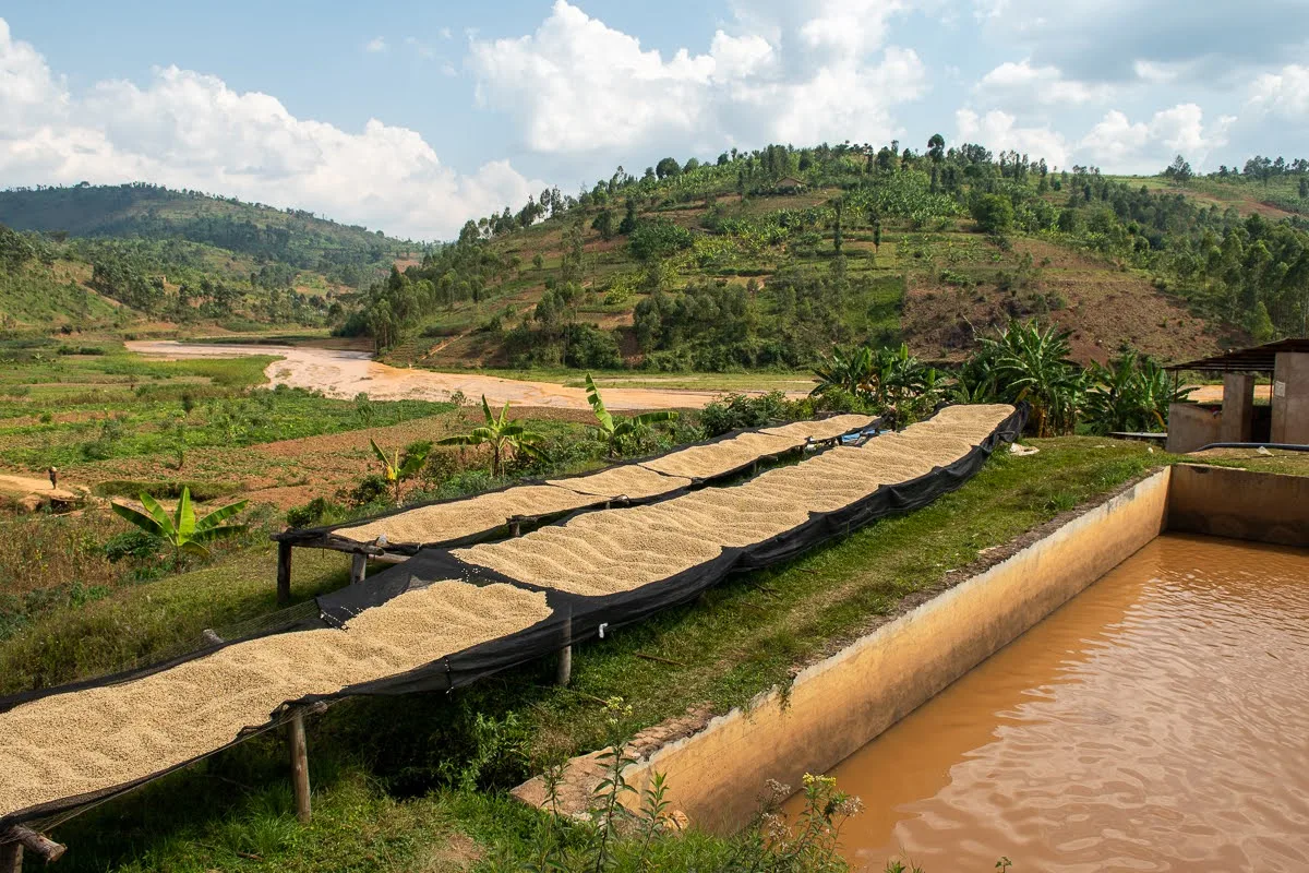 Trockentische an einer Kaffee-Aufbereitungsstation neben einem Wasserbecken, Hügel im Hintergrund