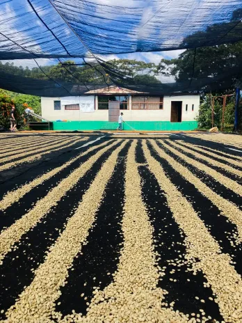 Kaffee trocknet in Reihen unter Schattennetzen vor einem Gebäude