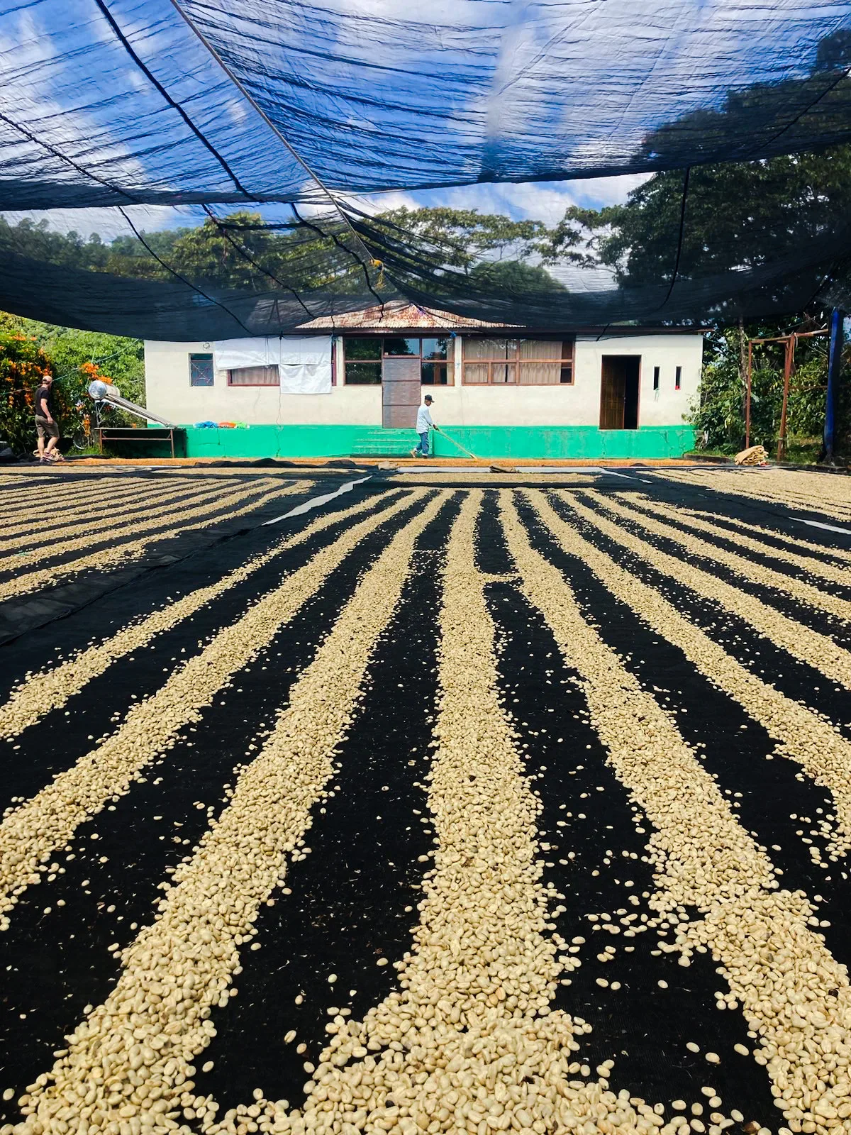 Kaffee trocknet in Reihen unter Schattennetzen vor einem Gebäude