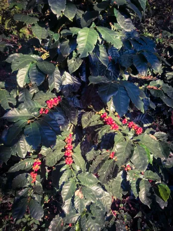 Kaffeestrauch mit roten Kaffeekirschen
